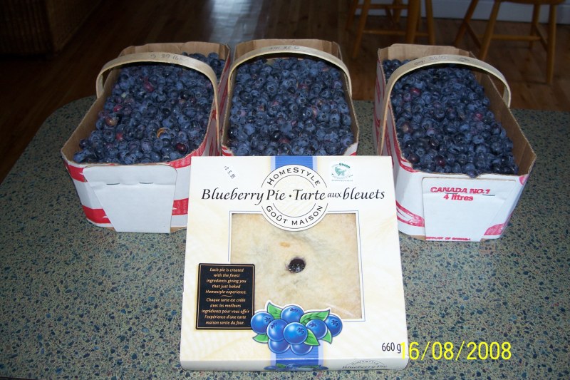 100_2484 (Copier).JPG - et voilà notre recolte: presque 10 kgs de bleuets... et on a acheté sur la ferme une tarte aux bleuets....